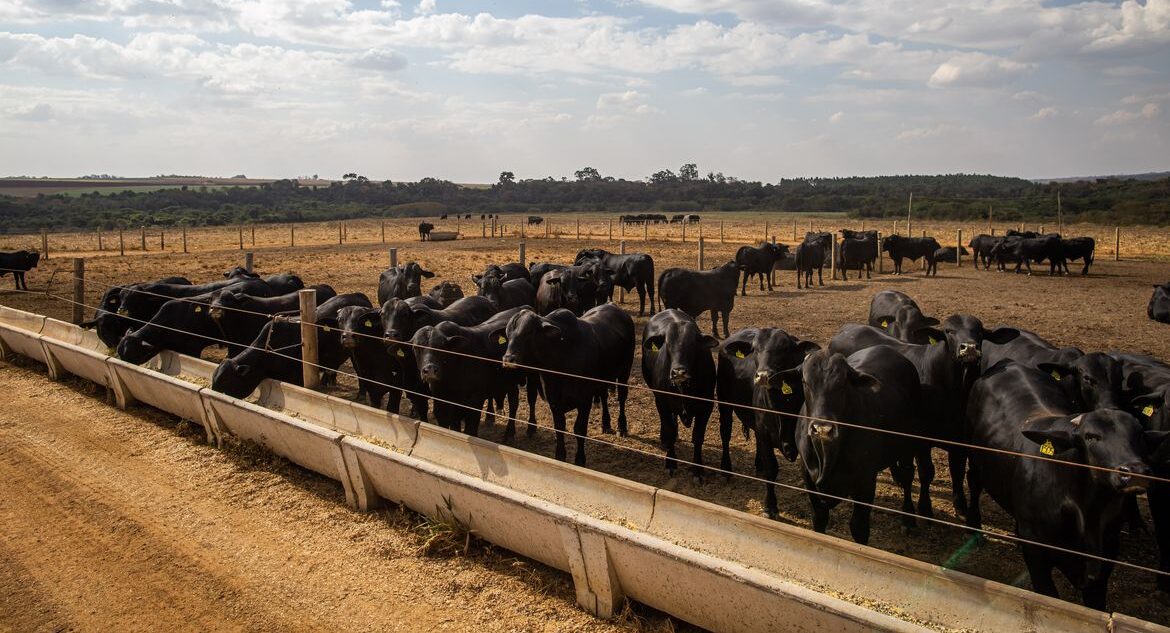 IBGE: pecuária brasileira colecionou recordes em 2022