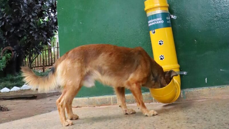 Prefeitura de Goiânia oferece água para animais em parques durante as altas temperaturas