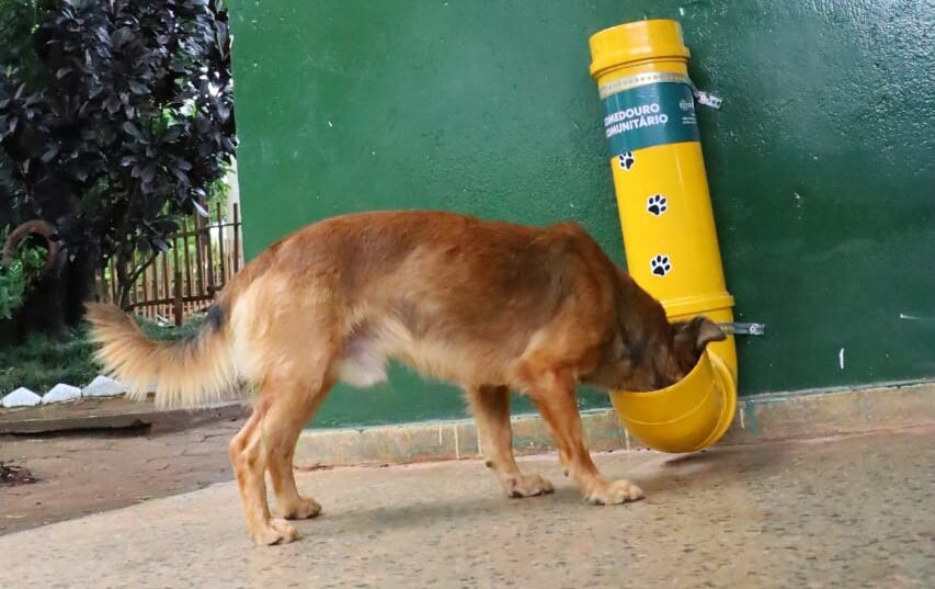 Prefeitura de Goiânia oferece água para animais em parques durante as altas temperaturas