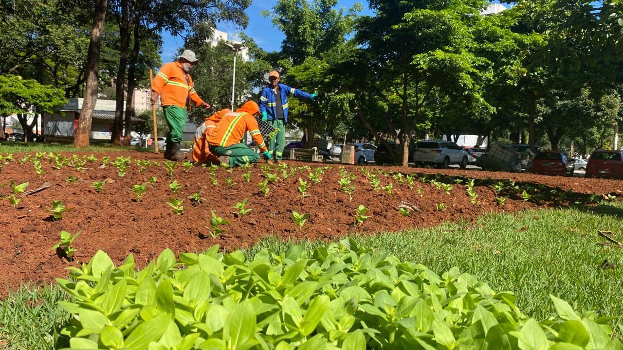 Prefeitura de Goiânia renova canteiros de praças dos setores Marista, Oeste e Coimbra com cerca de 30 mil mudas de plantas ornamentais