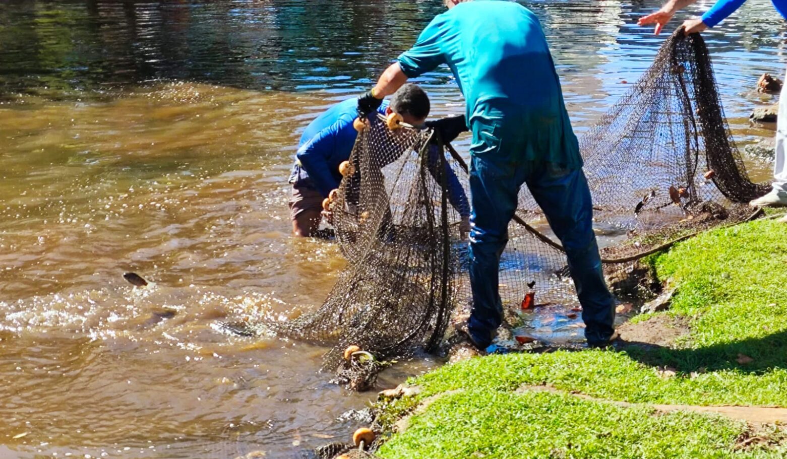 Manejo de peixes garante sobrevivência de espécies em parques de Goiânia