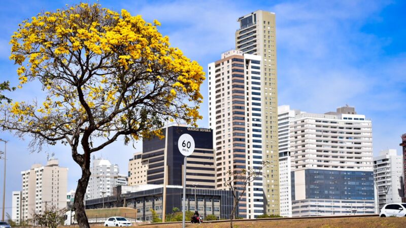 Ipês encantam Goiânia com um espetáculo de cores