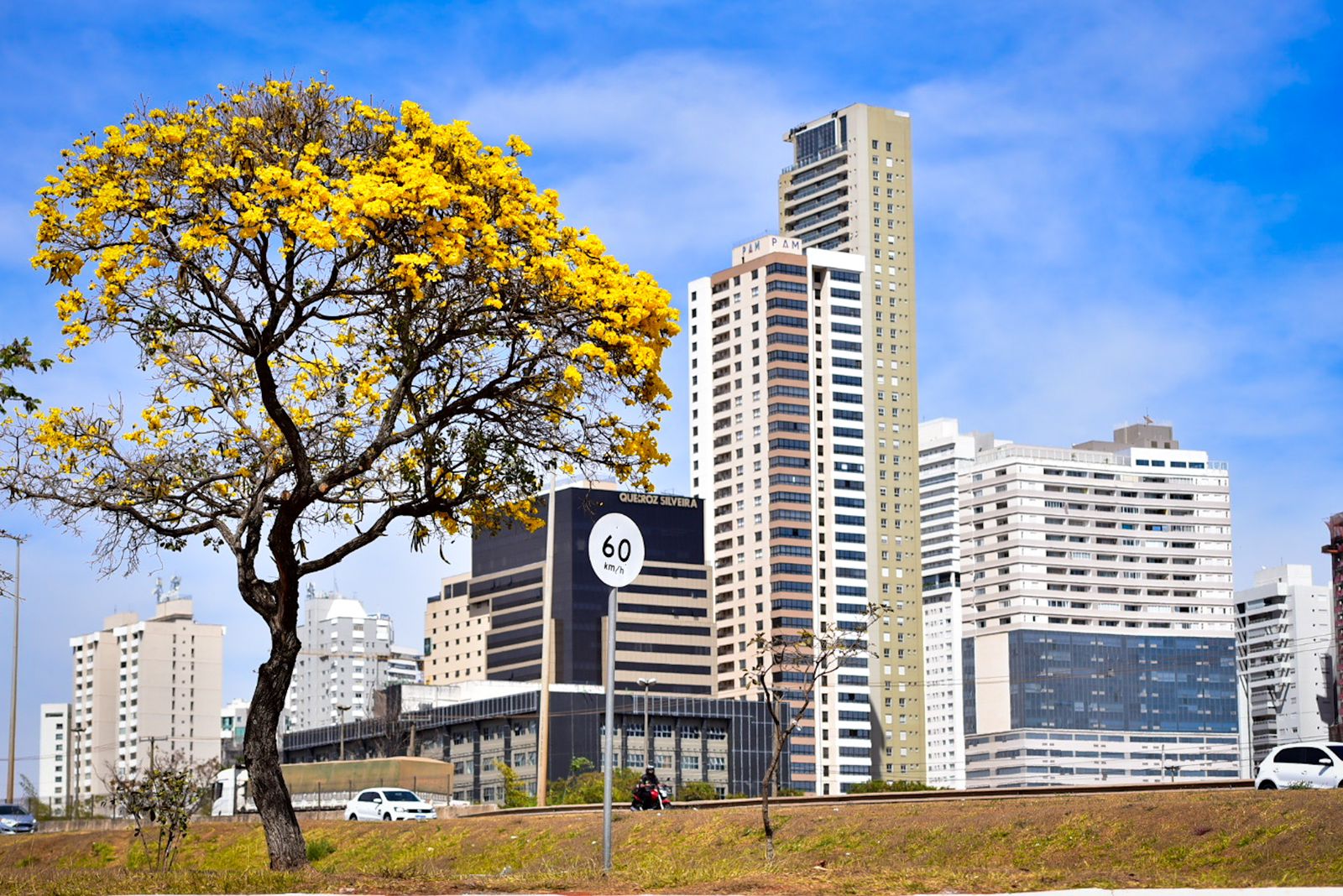 Ipês encantam Goiânia com um espetáculo de cores