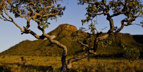 Dia do Cerrado: bioma é o segundo mais ameaçado no país