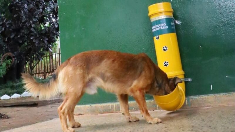 Com altas temperaturas, Prefeitura de Goiânia intensifica oferta de água para animais em parques