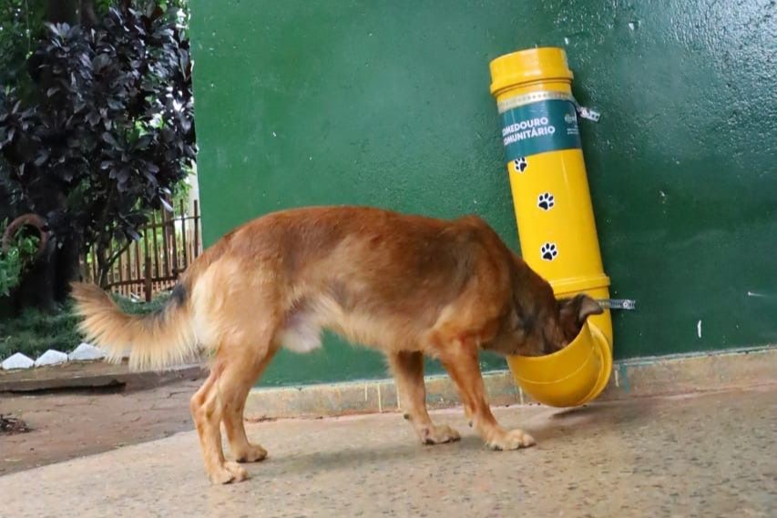 Com altas temperaturas, Prefeitura de Goiânia intensifica oferta de água para animais em parques